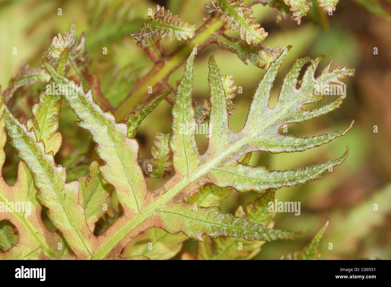 Onoclea sensibilis felce sensibili Foto Stock