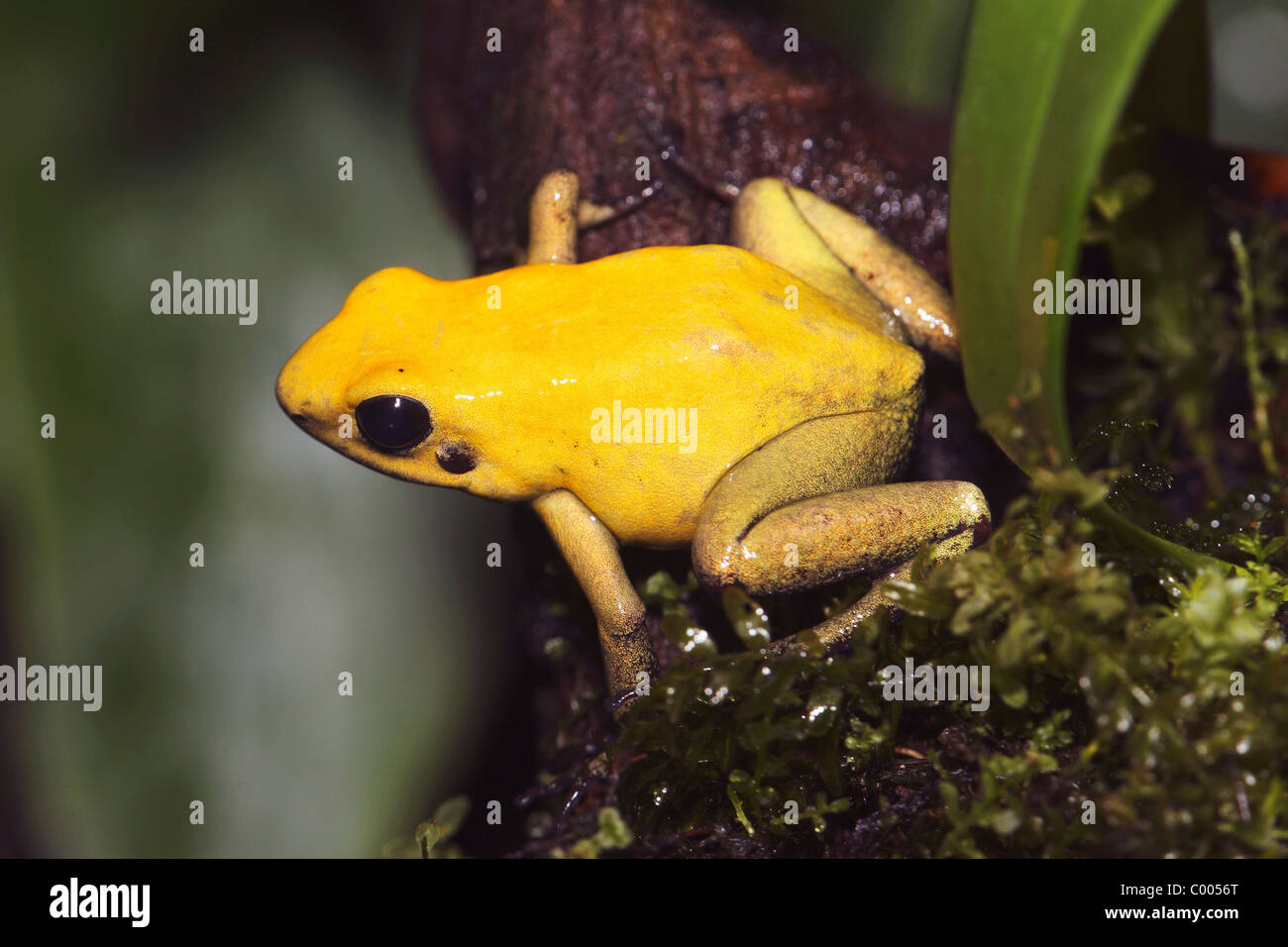 Golden Poison Frog - seduta su una pietra / Phyllobates terribilis Foto Stock