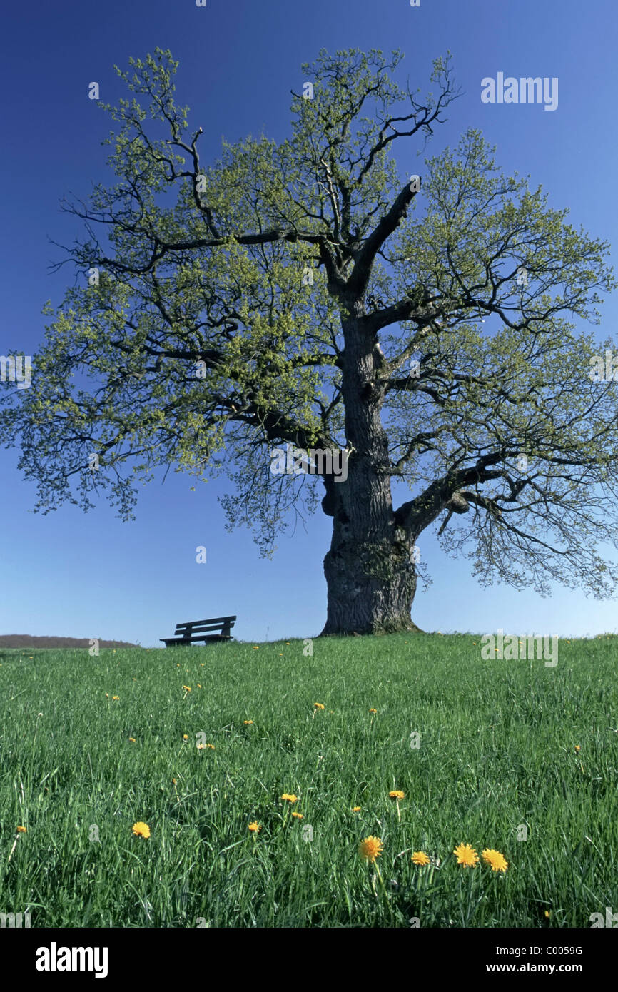 Stiel-Eiche, Deutsche Eiche, Quercus robur, farnia, Sitzbank, panca, Baviera, Baviera, Deutschland, Germania Foto Stock