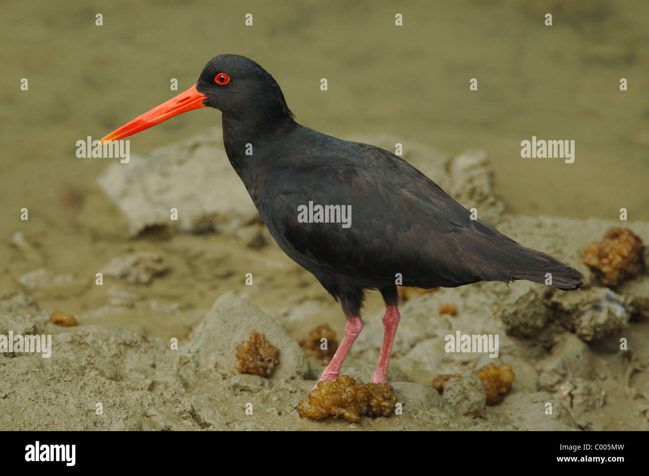 Oystercatcher variabile Gulf Harbour, vicino a Auckland, Nuova Zelanda. Foto Stock