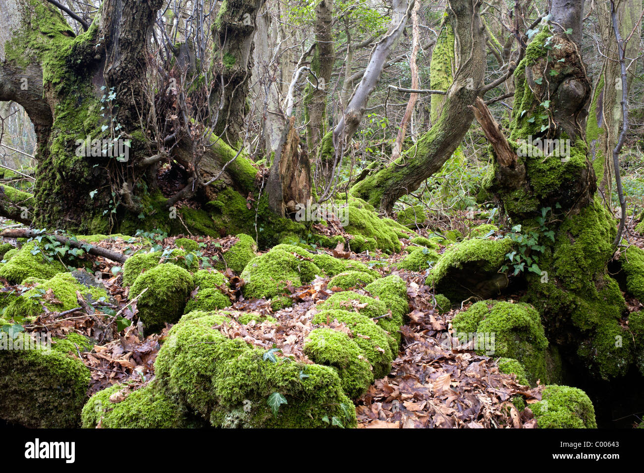 Il Hudnalls Riserva Naturale Nazionale, Wye Valley, GLOUCESTERSHIRE REGNO UNITO Foto Stock