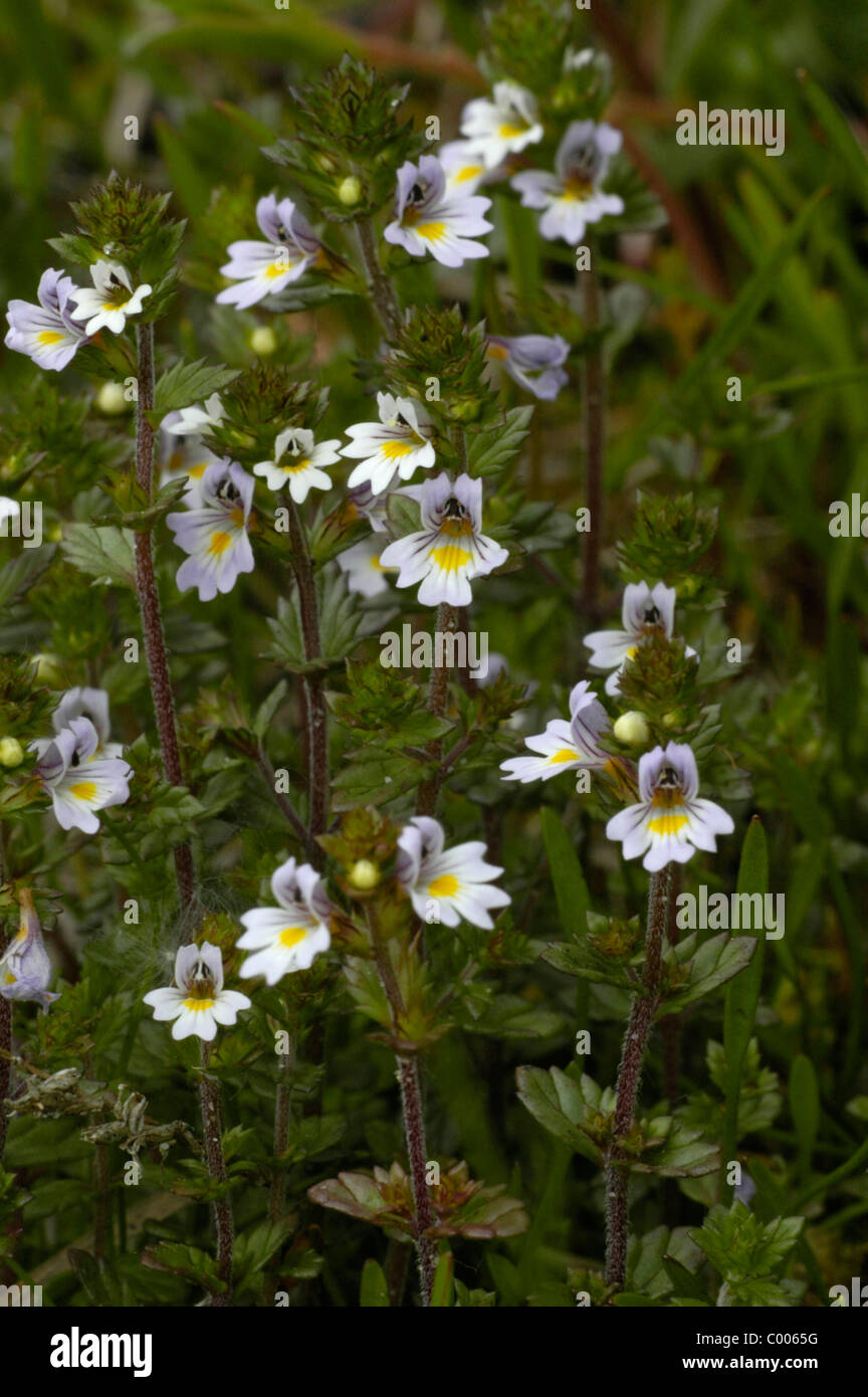 Gemeiner Augentrost, Euphrasia rostkoviana, Eyebright, Texel, Holland, Paesi Bassi Foto Stock