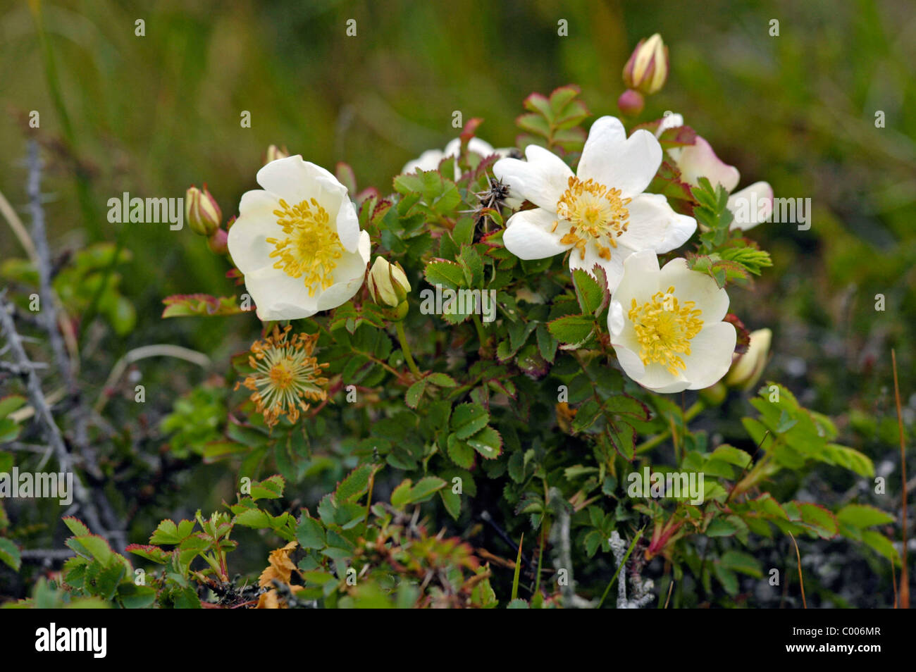Duenenrose, Pimpinell-Rose, Rosa pimpinellifolia, Burnett Rose, Insel Texel, Holland, Paesi Bassi Foto Stock