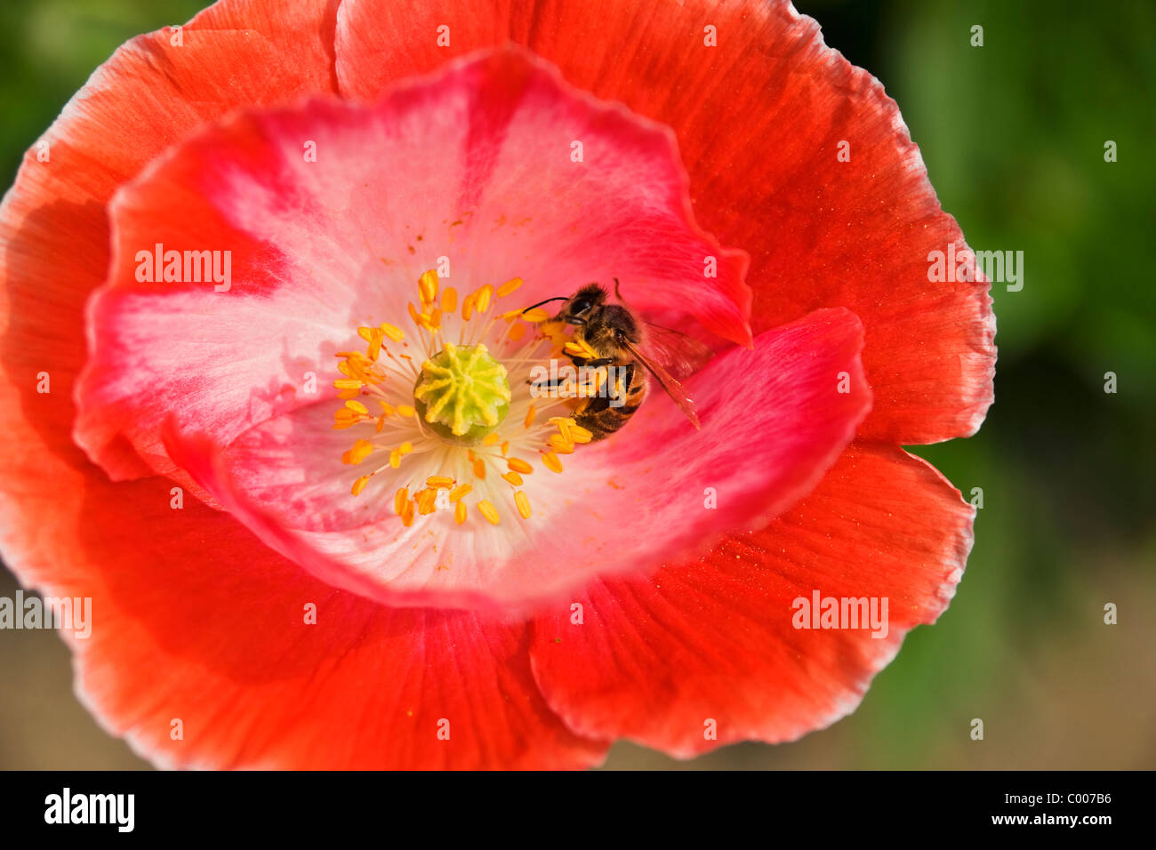 Bee nel fiore di papavero Foto Stock