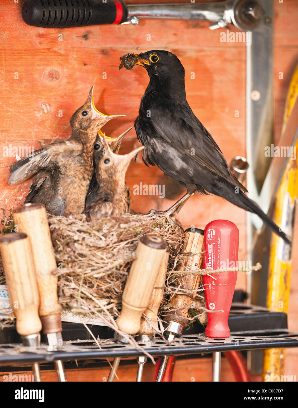 Merlo (Turdus merula) Maschio alimentazione di accattonaggio pulcini a nido in una cassetta portautensili. Germania Foto Stock