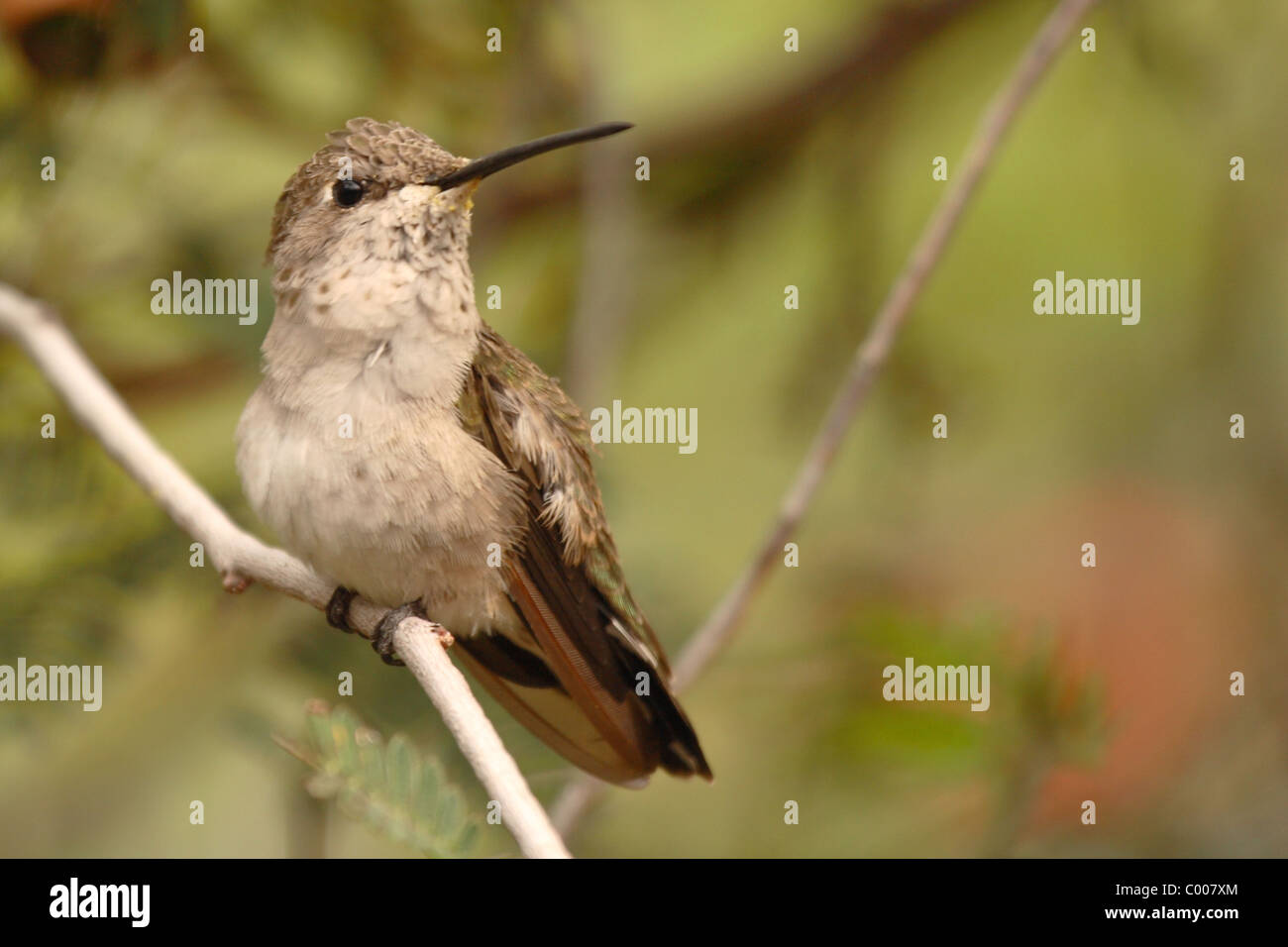 Una femmina nero-chinned Hummingbird su un sottile pesce persico. Foto Stock