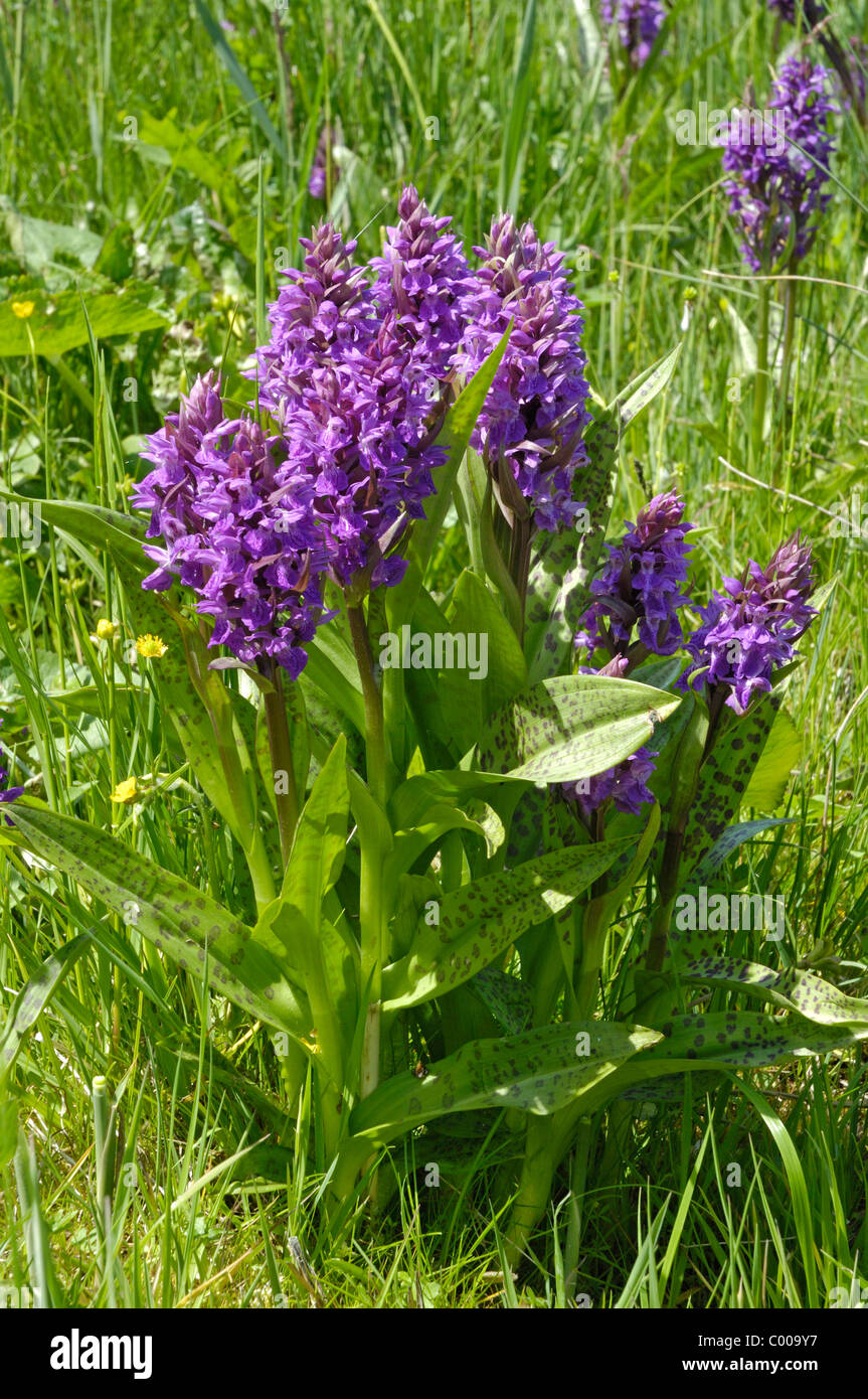 Breitblaettriges Knabenkraut, Dactylorhiza majalis, di Latifoglie orchidea palustre, Ries, Baviera, Baviera, Deutschland, Germania Foto Stock