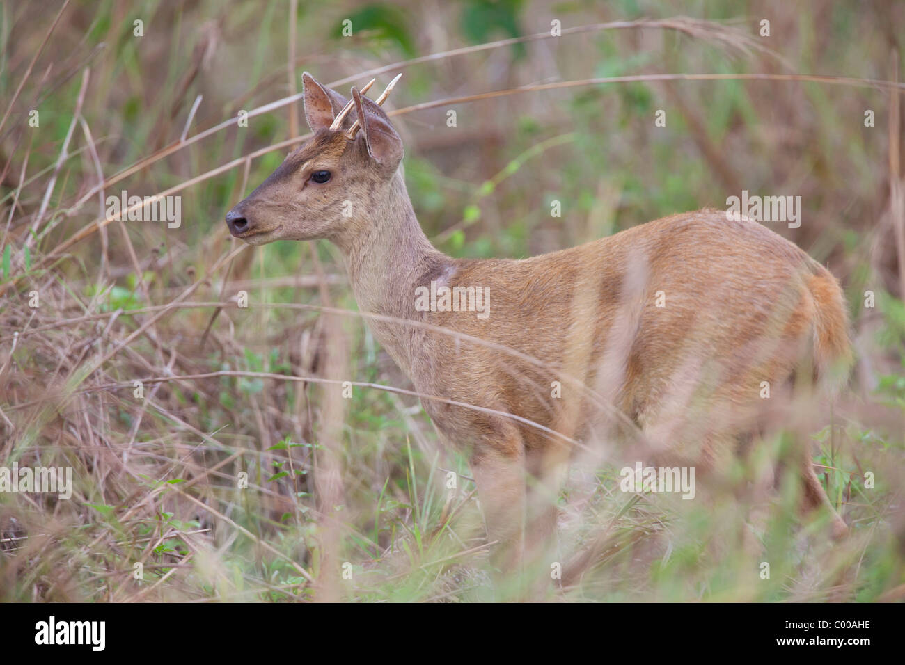 Grigio - Brocket in piedi / Mazama gouazoubira Foto Stock