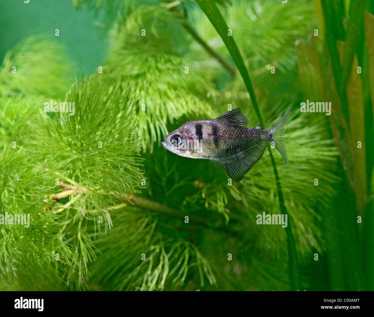 Black Widow tetra Gymnocorymbus ternetzi vista laterale di acqua dolce tropicale S America Foto Stock