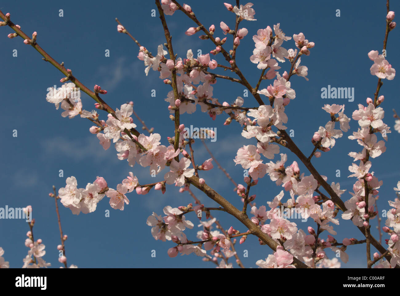 Mandelbaum, Bluete, Prunus dulcis, mandorlo, Blossom Foto Stock