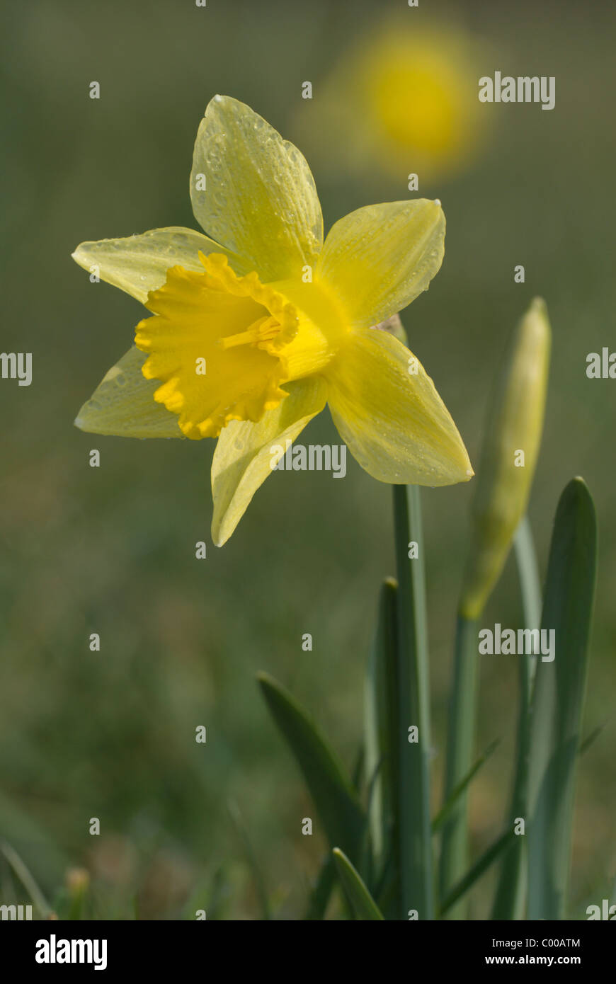 Wilde Narzisse, Narcissus pseudonarcissus, Wild daffodil Foto Stock