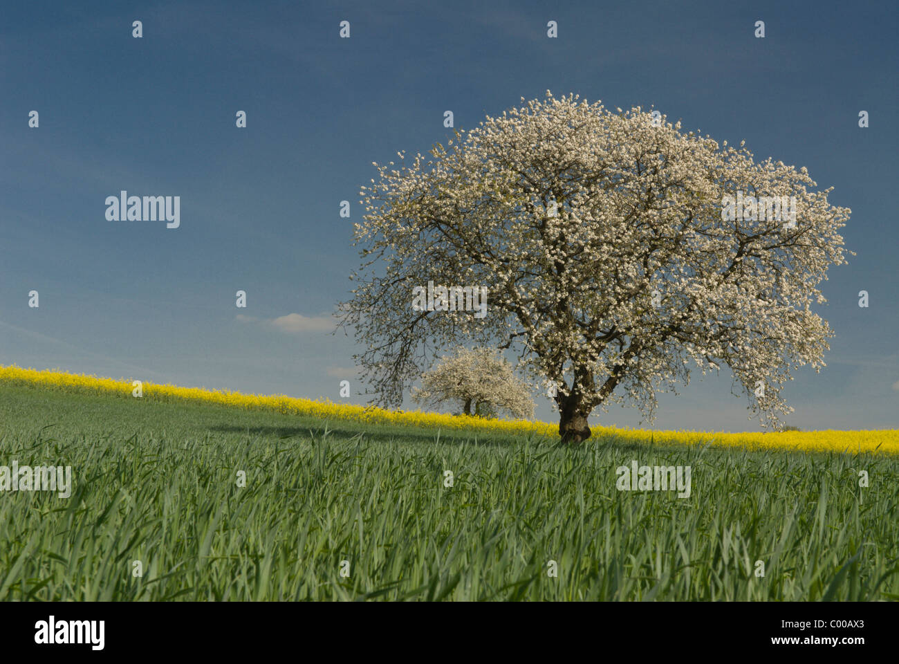 Bluehender Kirschbaum, Getreidefeld, Cherry Blossom Tree, campo di grano Foto Stock