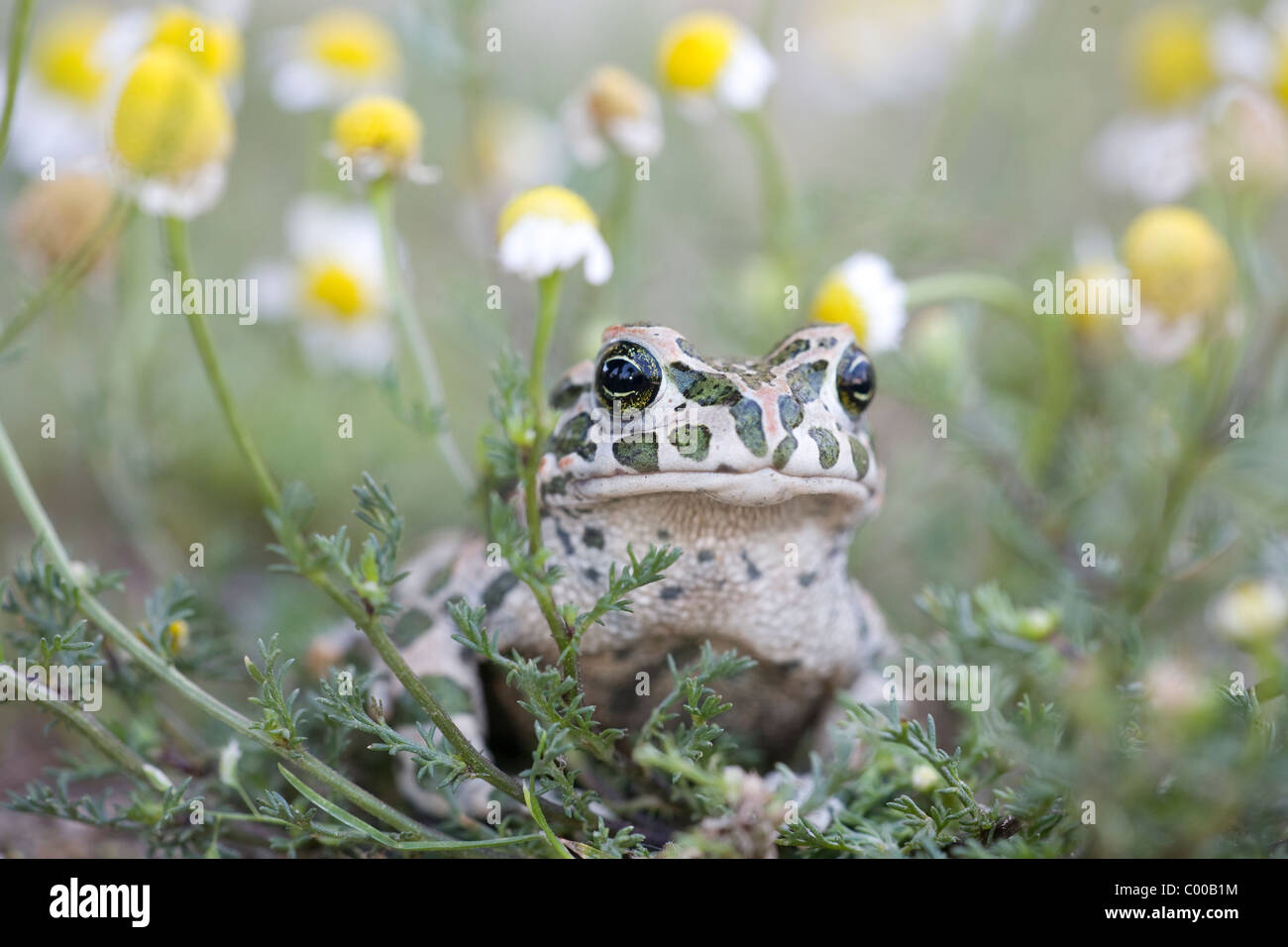 (Europeo) il rospo verde [Bufo viridis] Foto Stock