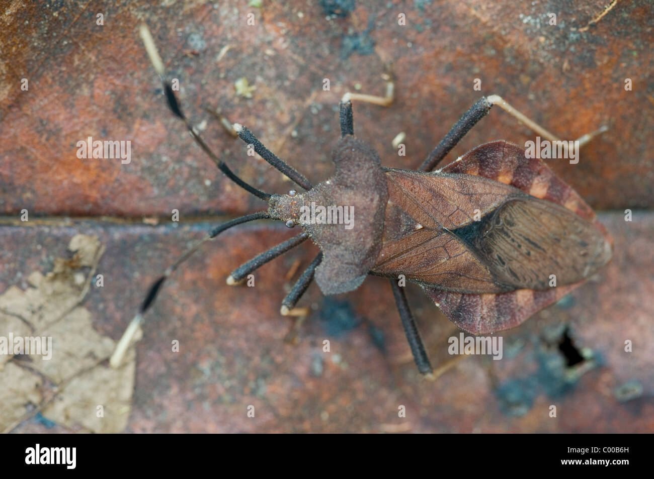 Getarnte Wanze, mimetizzata bug, Tanjung messa Nationalpark, Borneo, Indonesien, Indonesia Foto Stock
