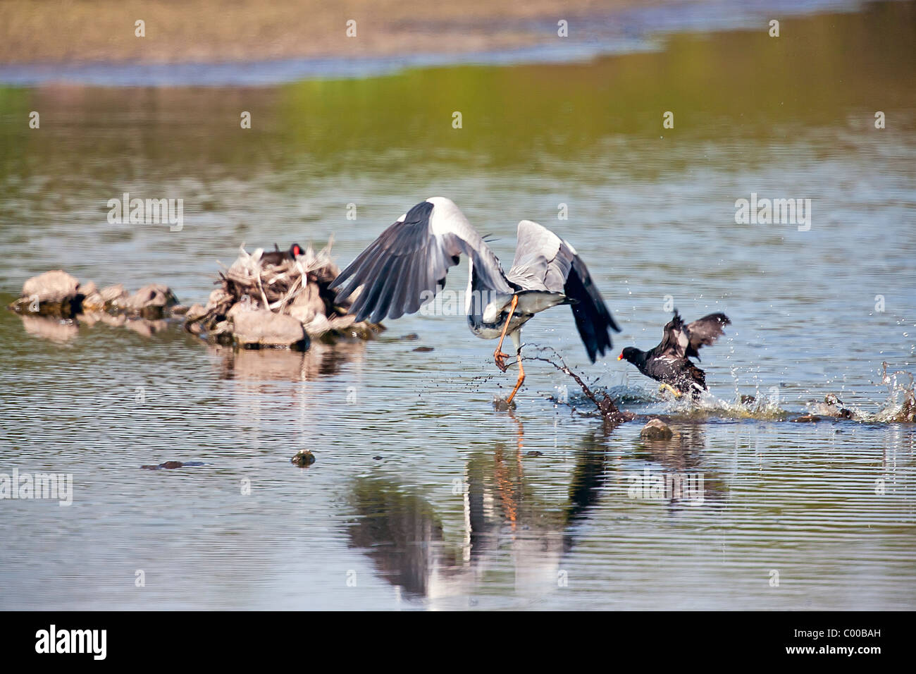 Un Airone di essere cacciati da un nido, da un attento Moorhen genitore. Foto Stock