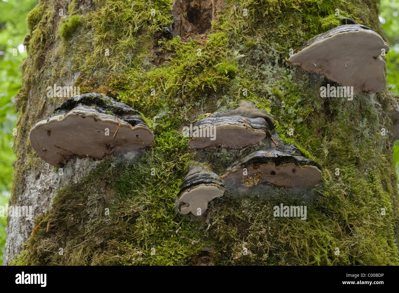 Un Baumpilze eine abgestorbenen Bergfichte, Urwaldgebiet Mittelsteighuette, Nationalpark Bayerischer Wald, Deutschland, Germania Foto Stock