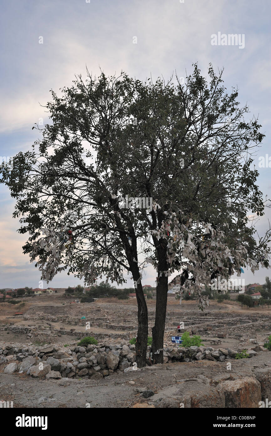 Wishing Tree, Alacahöyük, Turchia 101002 38591 Foto Stock