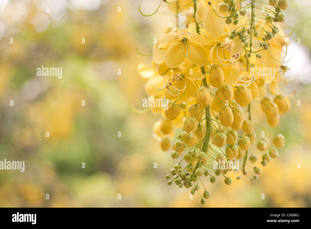 Blooming wild fiori gialli con sfondo sfocato, Foto Stock