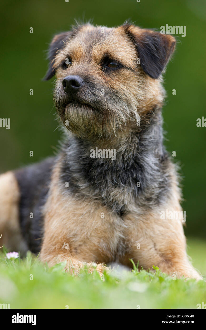 Border Terrier cane - sdraiato sul prato Foto Stock