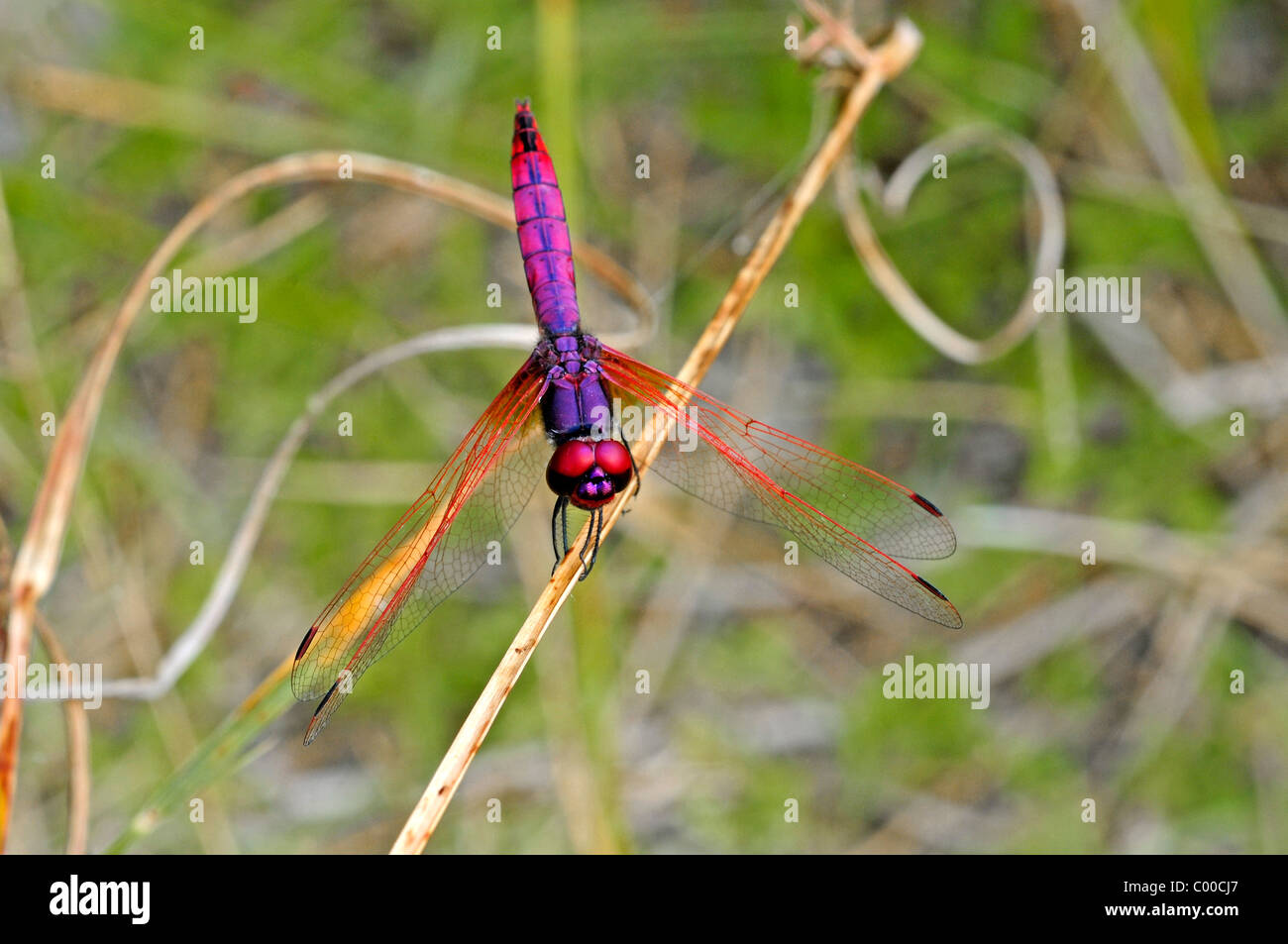 Ampia Scarlet - maschio / Crocothemis erythraea Foto Stock