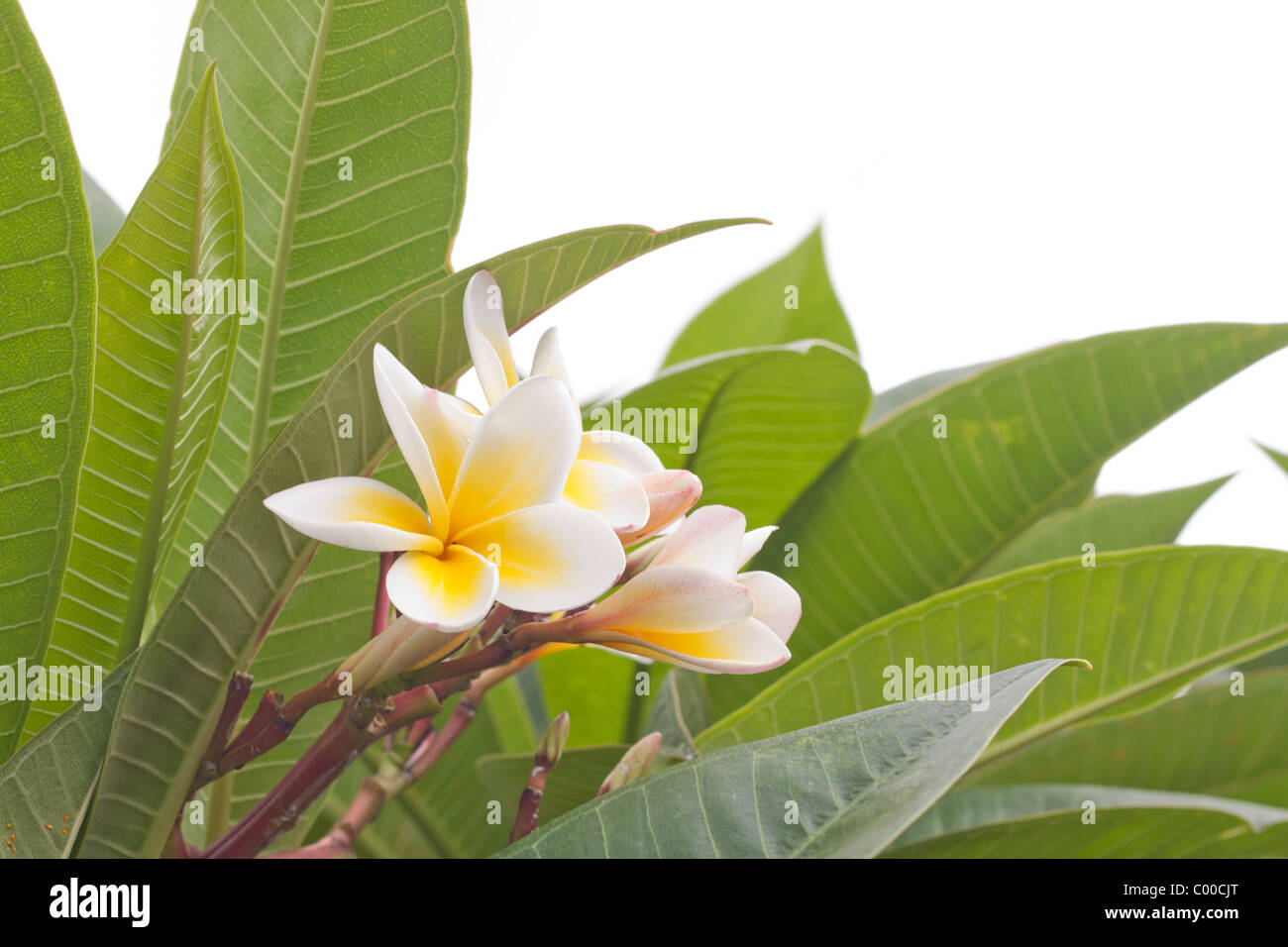 Bianco (frangipani tree con profumo di fiori) Foto Stock
