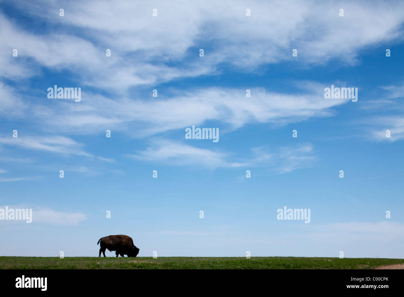 Stati Uniti d'America, Sud Dakota, Parco nazionale Badlands, i bisonti americani (Bison bison) alimentazione sulla prateria erbosa sul pomeriggio a molla Foto Stock