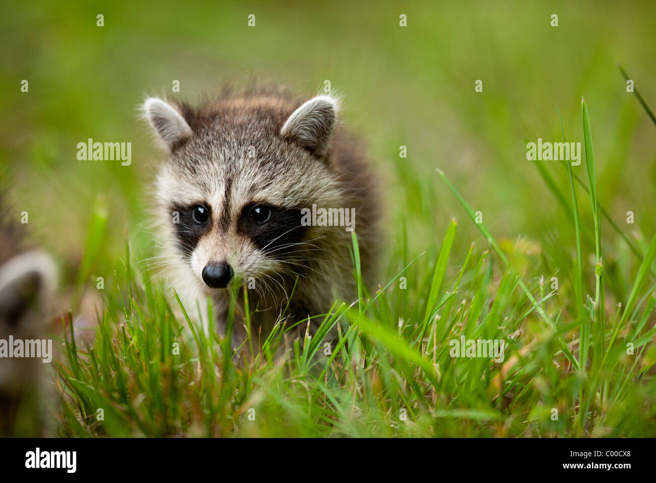 Stati Uniti d'America, Maryland, Assateague Island National Seashore, giovani Raccoon (Procione lotor) passeggiate in erba sulla serata estiva Foto Stock