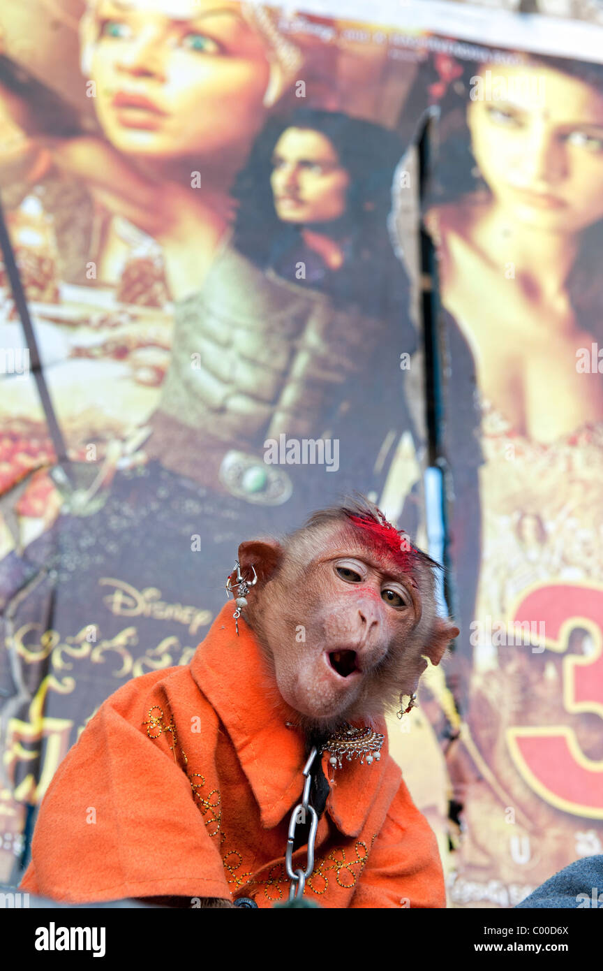 Tame cofano pet scimmia macaco, abbigliati con orecchini utilizzato da un mendicante che viaggiano sulle strade dell India Foto Stock