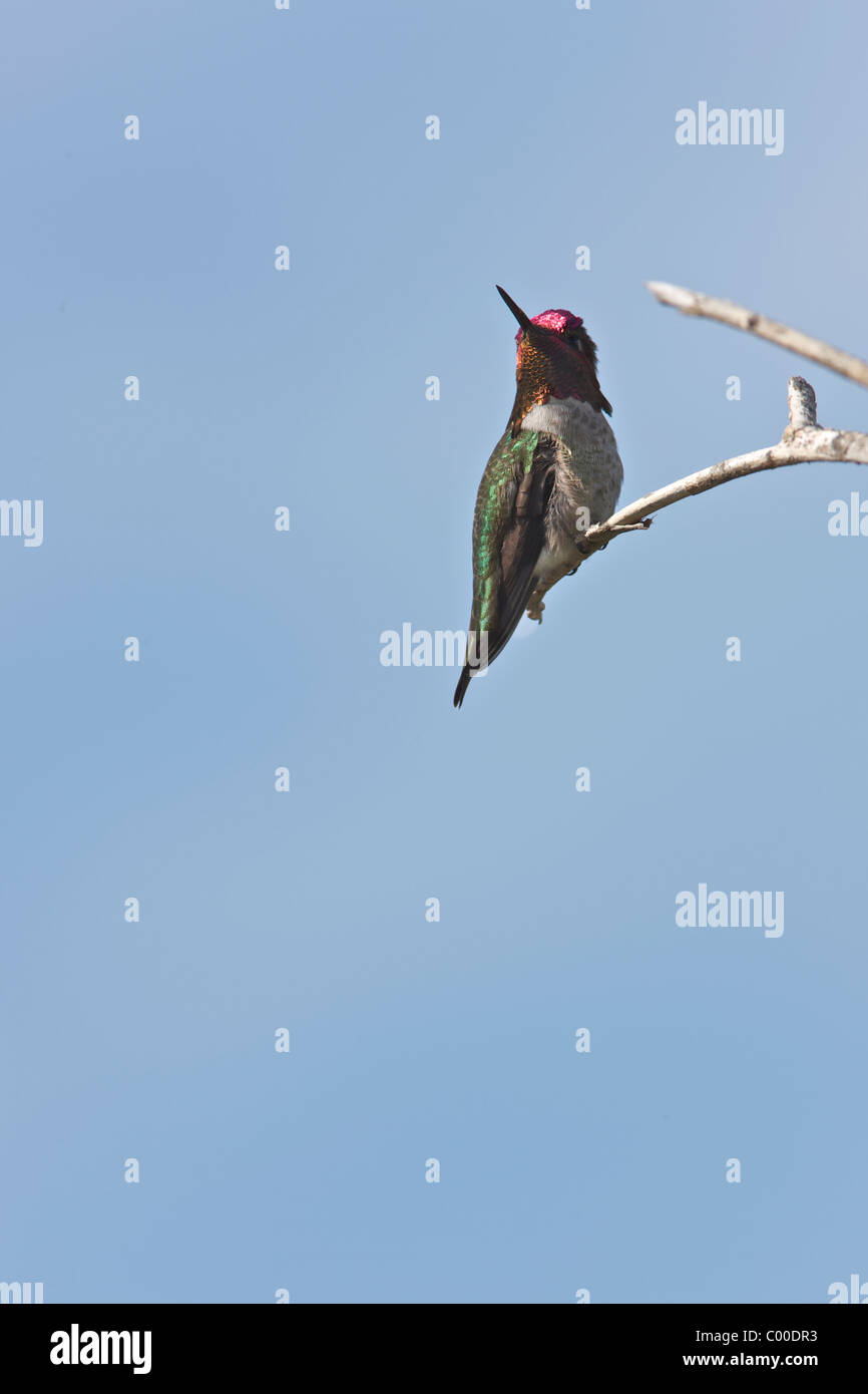 [Anna Hummingbird] su [isola Catalina] Foto Stock