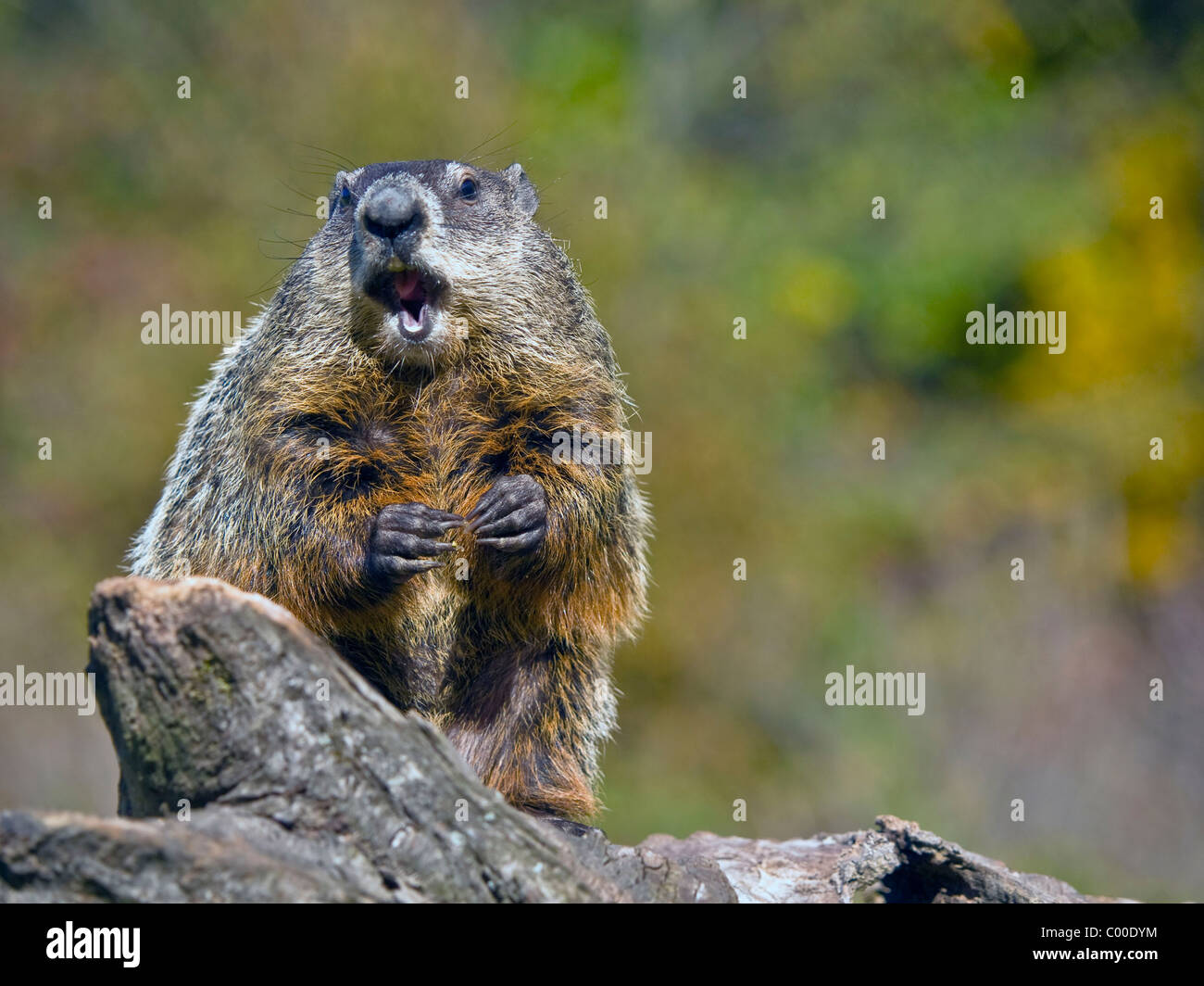 In prossimità di una marmotta nordamericana di mangiare una nocciolina. La marmotta (Marmota monax), noto anche come una marmotta o whistle-maiale Foto Stock