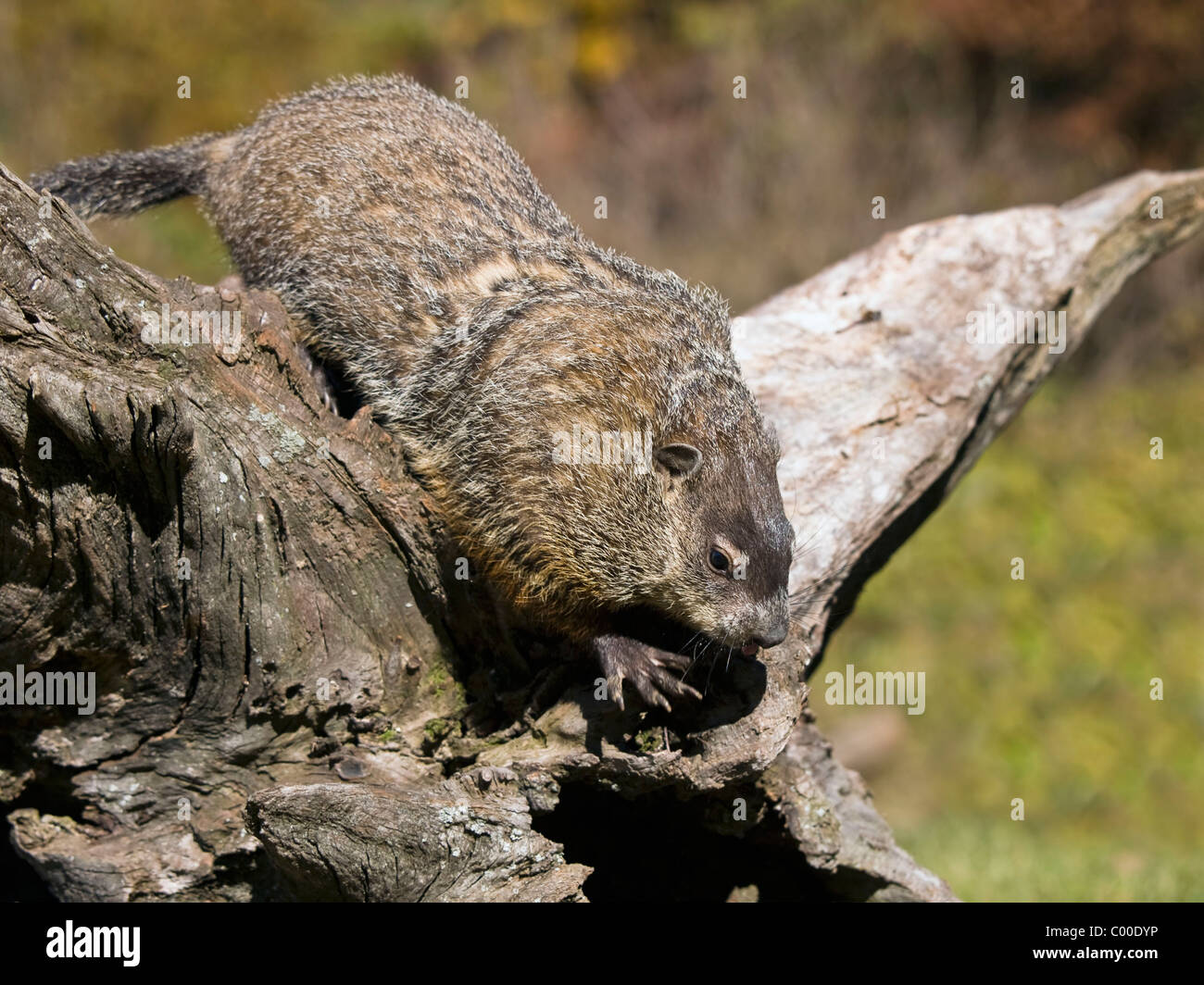 In prossimità di una marmotta nordamericana di mangiare una nocciolina. La marmotta (Marmota monax), noto anche come una marmotta o whistle-pig, o in alcuni di essi sono Foto Stock