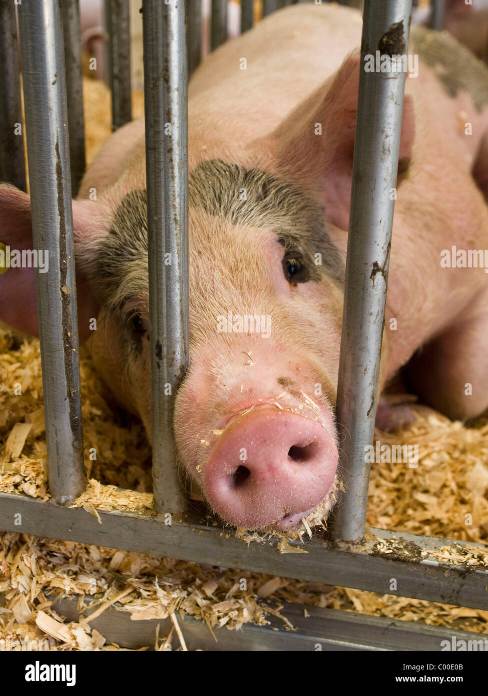 I suini presso la locale county fair guardando fuori tra le sbarre della sua gabbia. Foto Stock