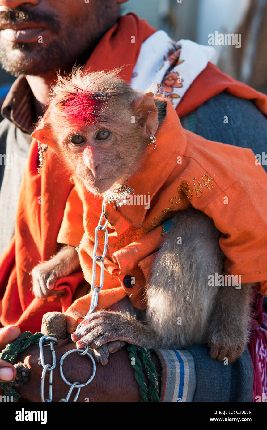 Tame cofano pet scimmia macaco, abbigliati con orecchini utilizzato da un mendicante che viaggiano sulle strade dell'India. Andhra Pradesh, India Foto Stock