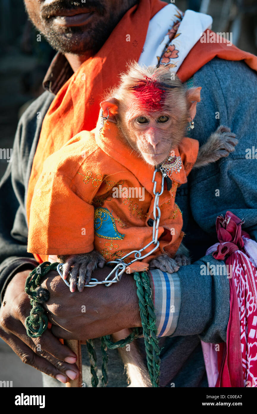 Tame cofano pet scimmia macaco, abbigliati con orecchini utilizzato da un mendicante che viaggiano sulle strade dell'India. Andhra Pradesh, India Foto Stock