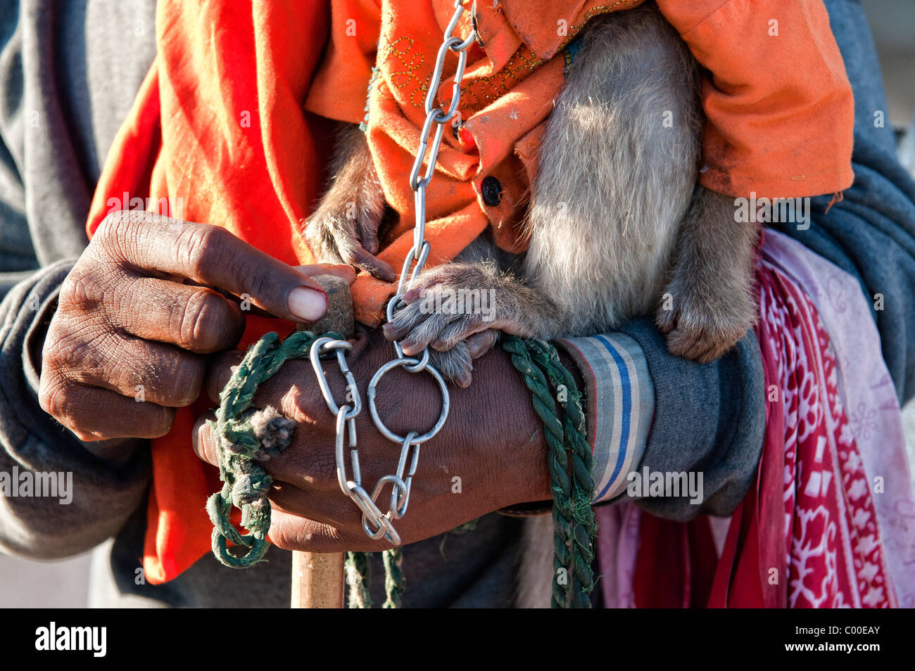 Viaggio indiano mendicanti di domare il pet cofano macaco scimmia.  Dettaglio dei piedi e la catena e proprietari le mani. Andhra Pradesh,  India Foto stock - Alamy