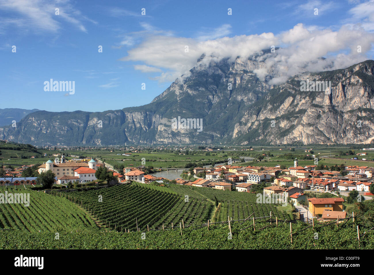 Vigneto a San Michele all'Adige, regione Trentino Alto Adige, Italia Foto Stock