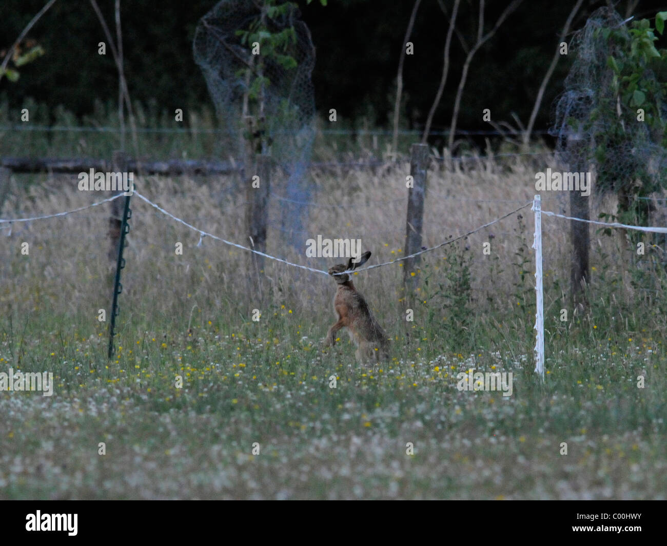 Un selvatico Lepre cercando di mangiare un recinto elettrico. Foto Stock