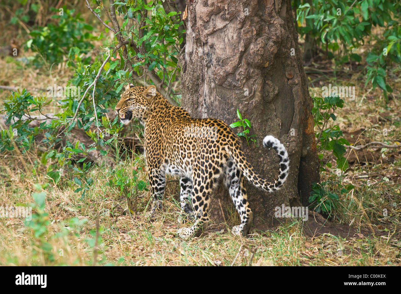Panthera pardus - maschio adulto leopard ululano e il profumo-marcatura contro tree - Masai Mara riserva nazionale, Kenya, Africa Foto Stock
