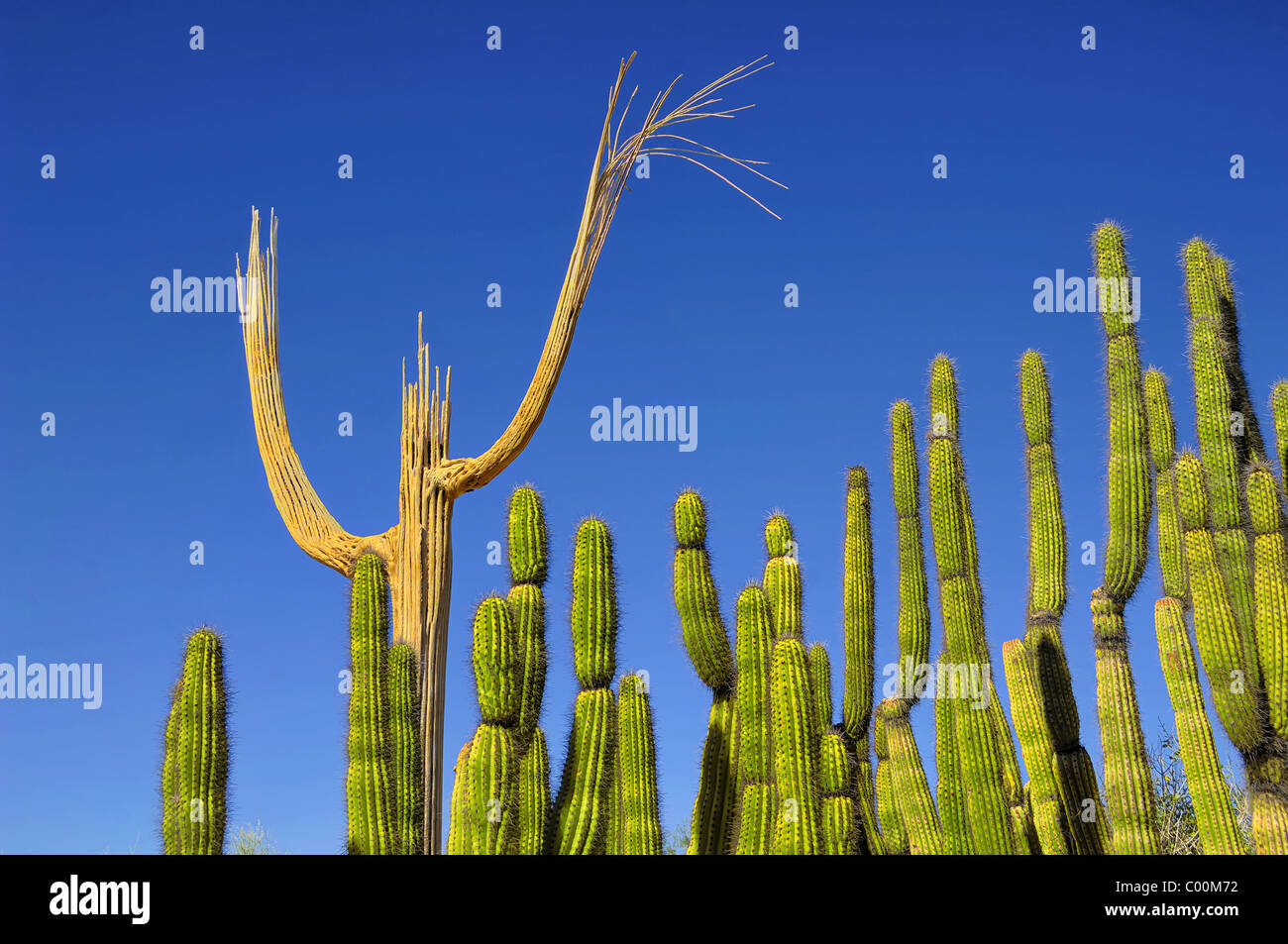 Lo scheletro di un cactus Saguaro insieme con un gruppo di organo a canne Cactii. Choirmaster e coro ? Desert Museum vicino a Tucson Foto Stock
