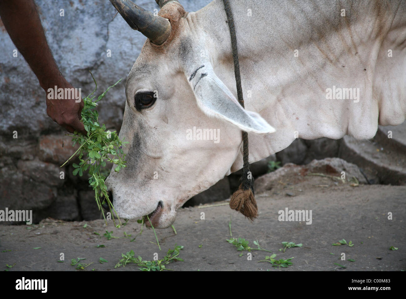 Alimentazione di una vacca sacra Jodphur, Rajasthan, India Foto Stock