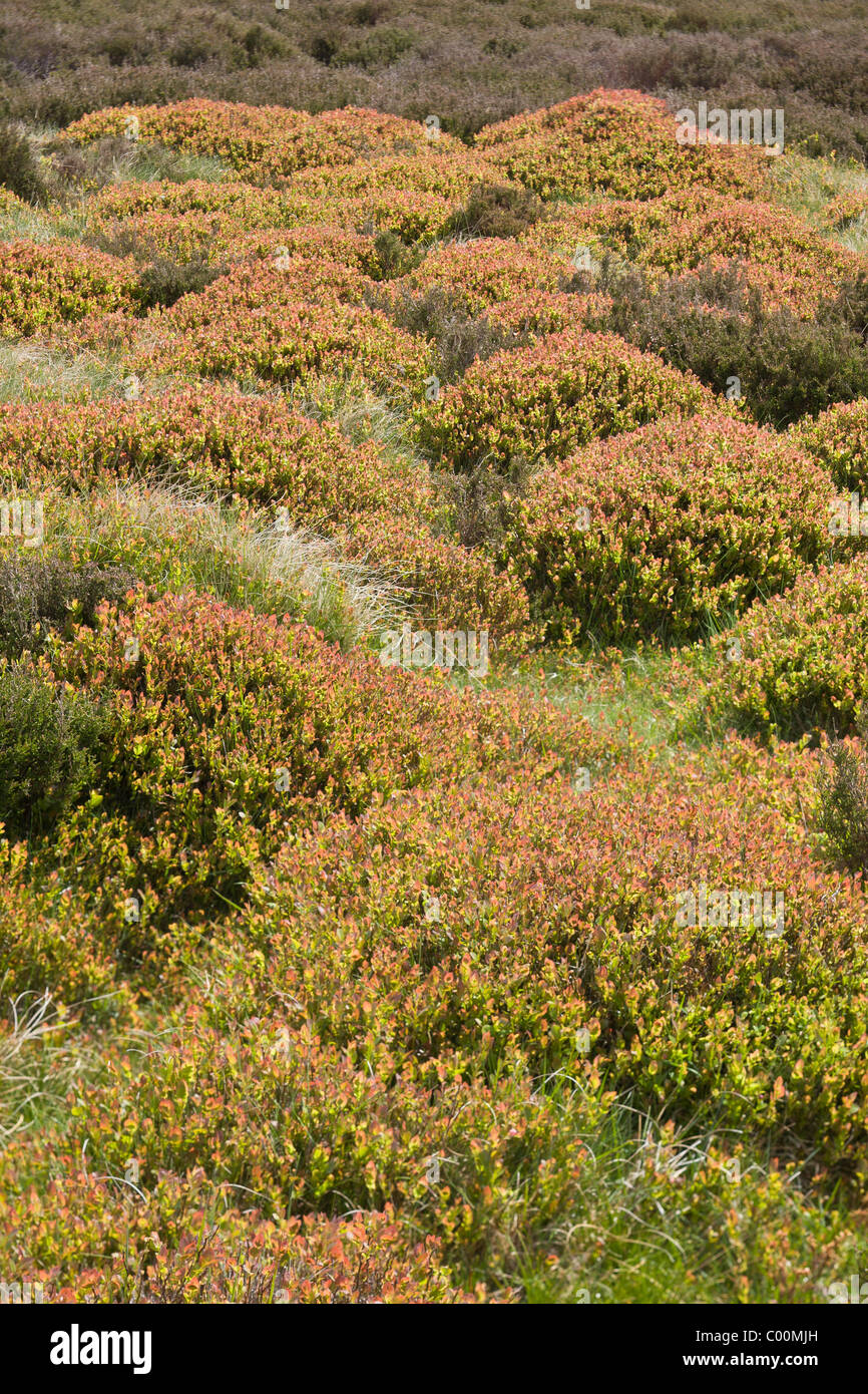 Tumuli del mirtillo, Vaccinium myrtilus, sulla Derwent Moor, Derbyshire, nel distretto di picco Foto Stock