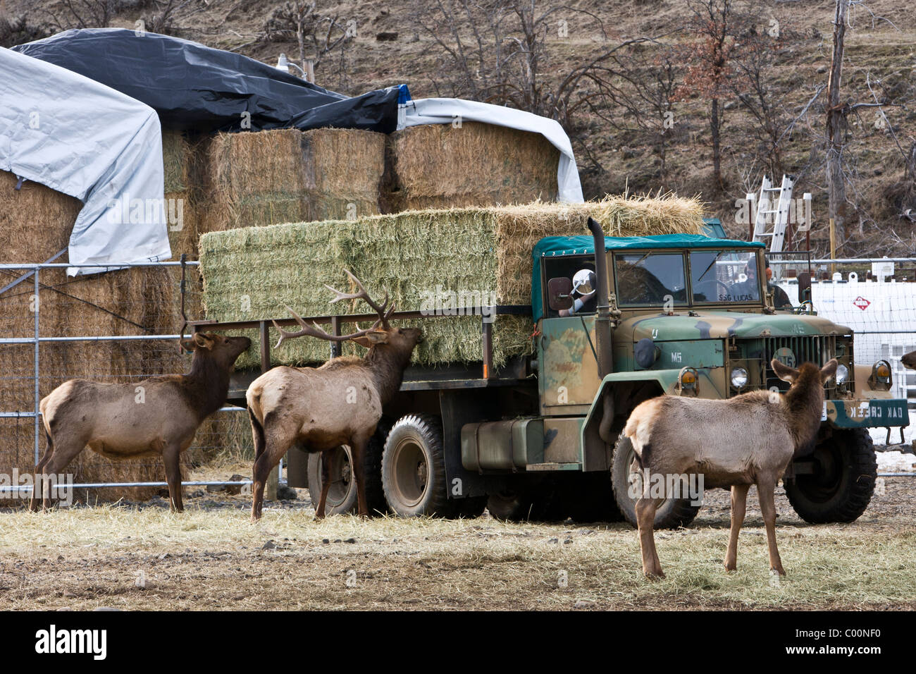 Rocky Mountain elk seguire un carrello di alimentazione a Oak Creek Wildlife Area vicino Naches, Washington. Foto Stock