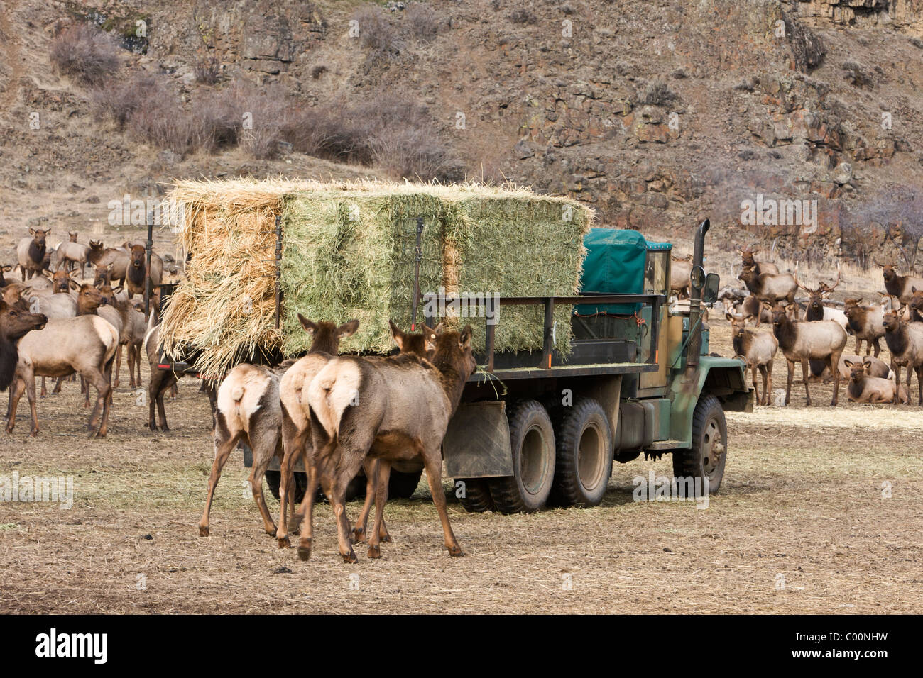 Rocky Mountain elk seguire un carrello di alimentazione a Oak Creek Wildlife Area vicino Naches, Washington. Foto Stock