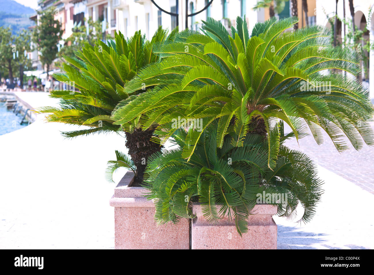 Le palme in vaso di cemento sul terrapieno di città Foto Stock