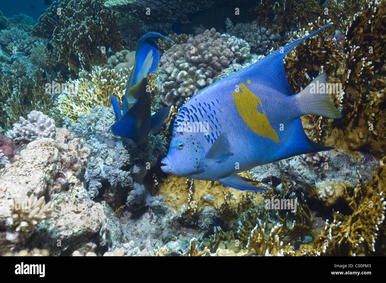 Yellowbar angelfish (Pomacanthus maculosus) coppia alimentazione su soft coral. Egitto, Mar Rosso. Foto Stock