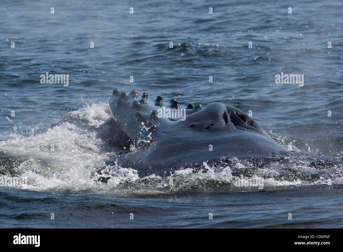 Humpback Whale (Megaptera novaeangliae) animale adulto lunge-alimentando il krill. Monterey, California, Oceano Pacifico. Foto Stock