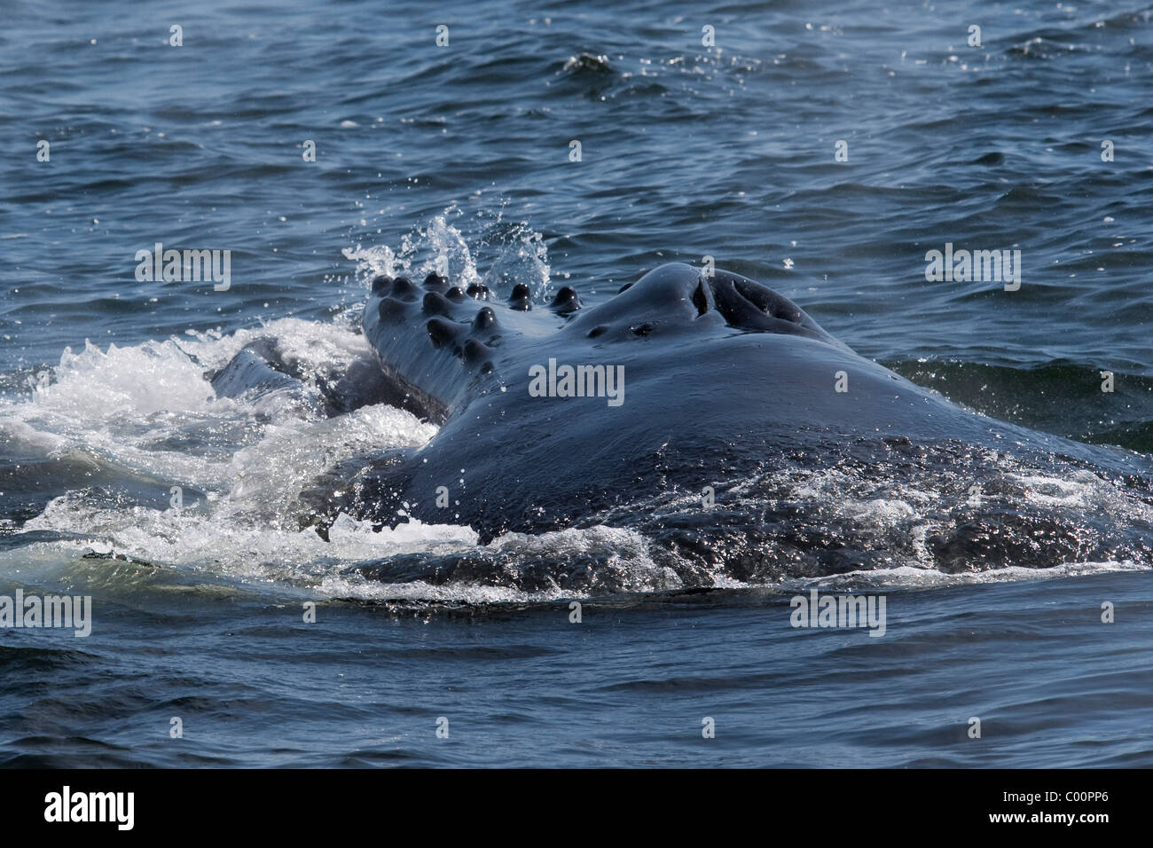 Humpback Whale (Megaptera novaeangliae) animale adulto lunge-alimentando il krill. Monterey, California, Oceano Pacifico. Foto Stock