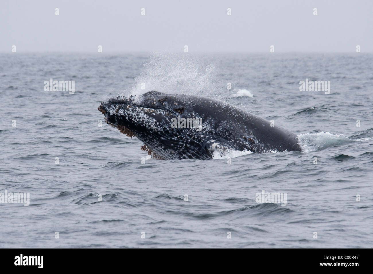 Humpback Whale (Megaptera novaeangliae) sfondamento di vitello. Monterey, California, Oceano Pacifico. Foto Stock