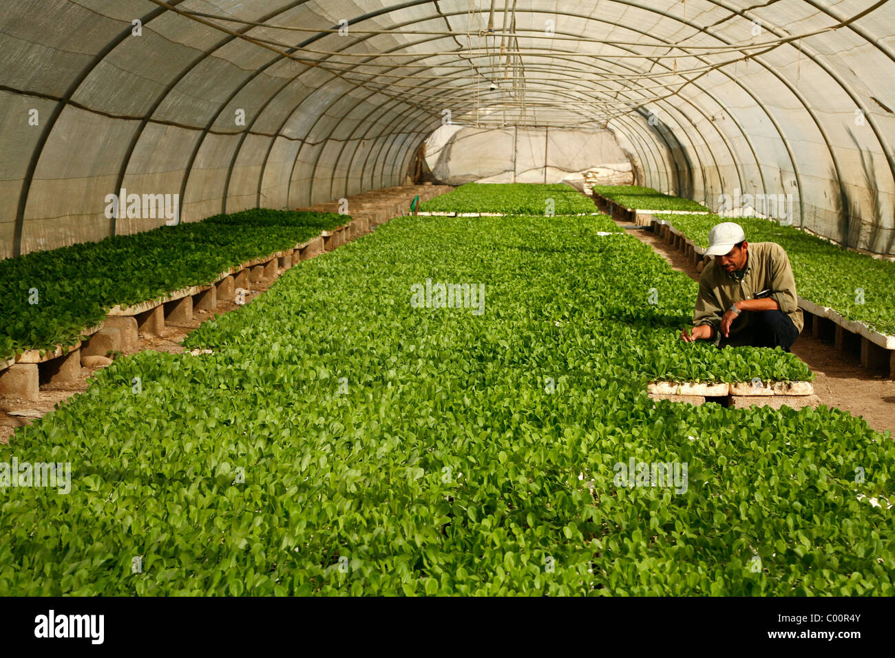 La lattuga in crescita in una serra nella valle del Giordano, Giordania. Foto Stock