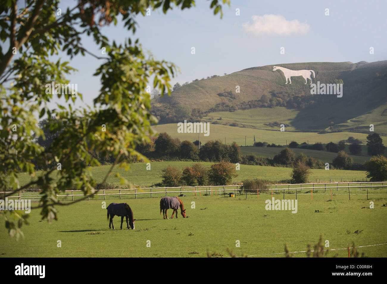 Cavalli al pascolo e Westbury White Horse in background Foto Stock